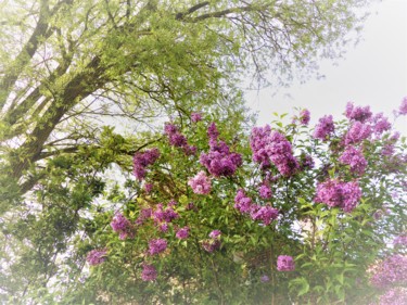 Photographie intitulée "Le parfum sublime d…" par Myriam Gylon, Œuvre d'art originale