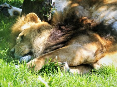 Photographie intitulée "Le lion dort" par Myriam Gylon, Œuvre d'art originale