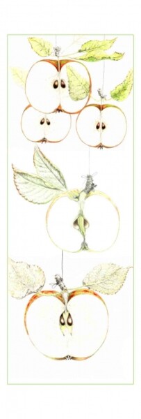 Dessin intitulée "Pommes volent" par Myriam Schmaus, Œuvre d'art originale, Crayon