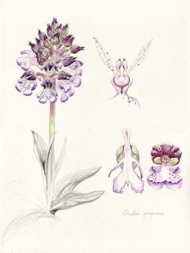 Рисунок под названием "Orchis purpurea" - Myriam Schmaus, Подлинное произведение искусства, Карандаш