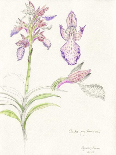 Drawing titled "Orchis papilionacea" by Myriam Schmaus, Original Artwork, Pencil