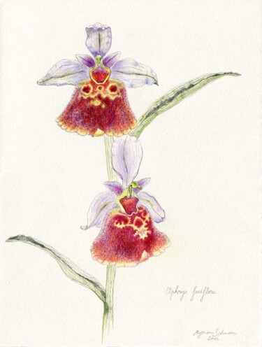 Рисунок под названием "Ophrys fuciflora" - Myriam Schmaus, Подлинное произведение искусства, Пастель