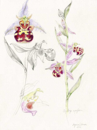 Zeichnungen mit dem Titel "Ophrys apifera" von Myriam Schmaus, Original-Kunstwerk, Bleistift