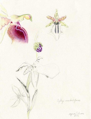 Drawing titled "Ophrys arachinitifo…" by Myriam Schmaus, Original Artwork, Pencil