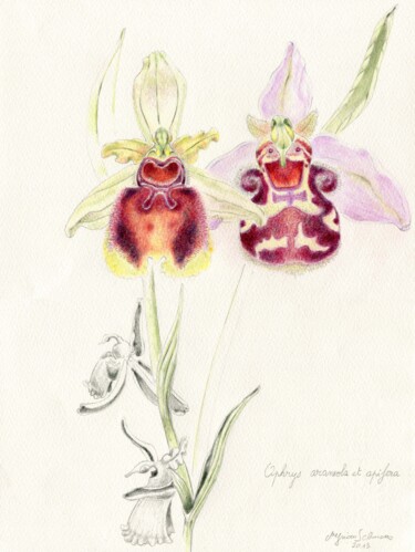 Рисунок под названием "Ophrys araenola oph…" - Myriam Schmaus, Подлинное произведение искусства, Пастель