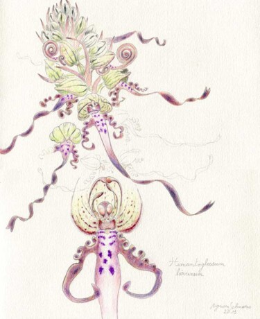 Рисунок под названием "Himantoglossum hirc…" - Myriam Schmaus, Подлинное произведение искусства, Карандаш