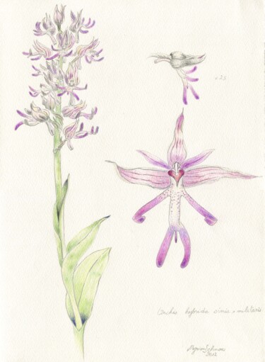 Drawing titled "Orchis simia x mili…" by Myriam Schmaus, Original Artwork, Pencil