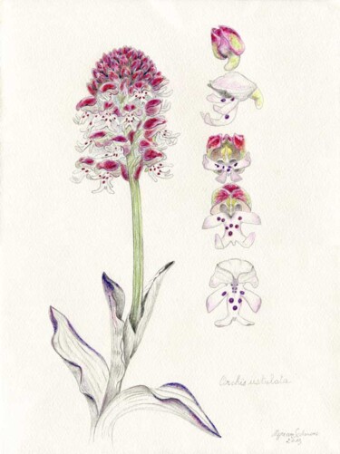 제목이 "Orchis ustulata"인 그림 Myriam Schmaus로, 원작, 연필