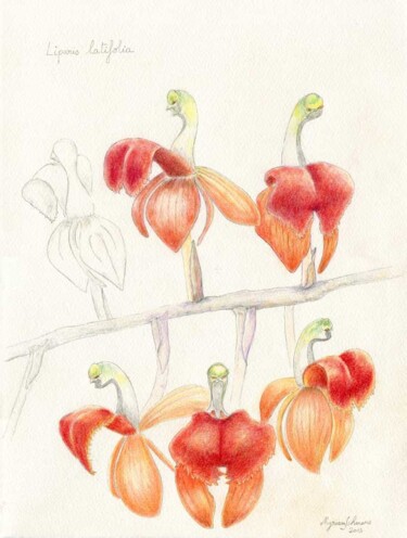 Dessin intitulée "Liparis latifolia" par Myriam Schmaus, Œuvre d'art originale, Crayon