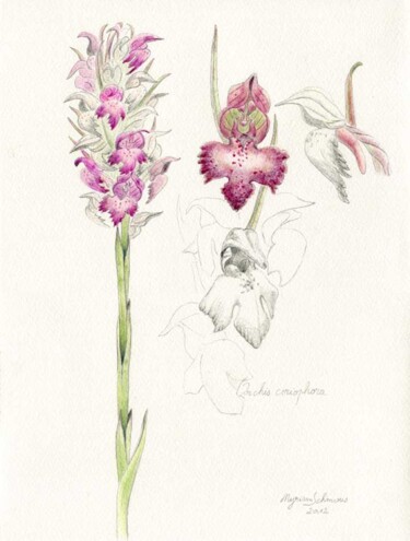 Dessin intitulée "Orchis-coriophora" par Myriam Schmaus, Œuvre d'art originale, Crayon