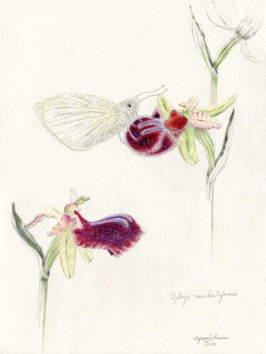 Drawing titled "Ophrys arachnitifor…" by Myriam Schmaus, Original Artwork, Pastel