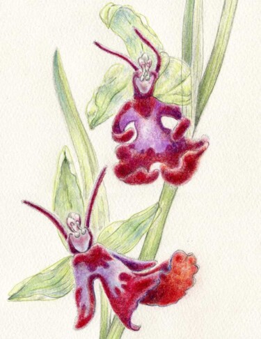 Tekening getiteld "Ophrys insectifera2" door Myriam Schmaus, Origineel Kunstwerk, Pastel
