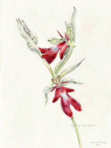 Pittura intitolato "ophrys-insectifera3…" da Myriam Schmaus, Opera d'arte originale, Olio