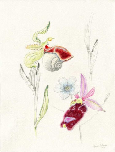 Dessin intitulée "ophrys arachnitifor…" par Myriam Schmaus, Œuvre d'art originale, Crayon