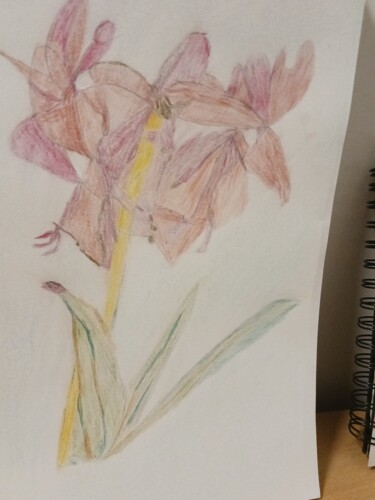 Drawing titled "Amaryllis" by Myriam Rouffiange, Original Artwork, Pencil