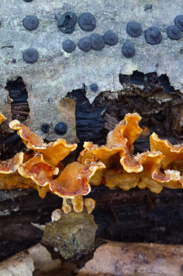 Fotografie mit dem Titel "champignons sur arb…" von Myriam Wetzstein, Original-Kunstwerk, Digitale Fotografie