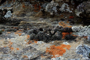 Photography titled "" forêt " de lichen…" by Myriam Wetzstein, Original Artwork, Digital Photography