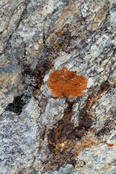 Photographie intitulée "arbre roux sur roche" par Myriam Wetzstein, Œuvre d'art originale, Photographie non manipulée