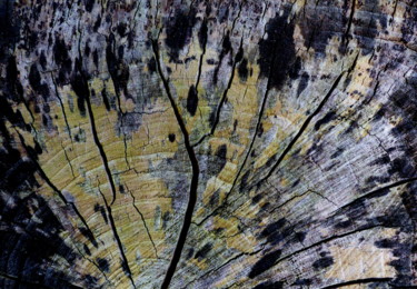 Photographie intitulée "arbre paon" par Myriam Wetzstein, Œuvre d'art originale, Photographie non manipulée Monté sur Autre…