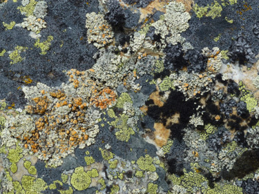 Photographie intitulée "lichens sur une roc…" par Myriam Wetzstein, Œuvre d'art originale, Photographie non manipulée Monté…