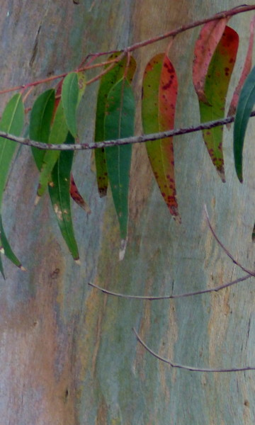 Photographie intitulée "Ecorce d'Eucalyptus…" par Myriam Wetzstein, Œuvre d'art originale, Photographie numérique Monté sur…