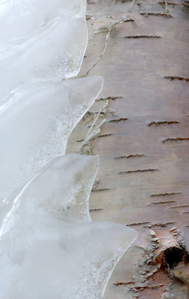 Fotografia intitulada "vague glacée sur bo…" por Myriam Wetzstein, Obras de arte originais, Fotografia digital Montado em Ou…