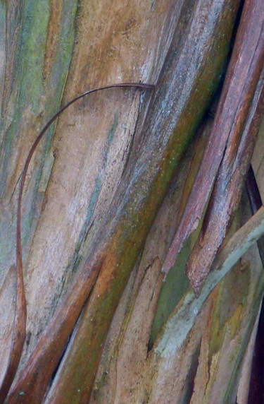 Fotografía titulada "Ecorce d'eucalyptus…" por Myriam Wetzstein, Obra de arte original, Fotografía no manipulada Montado en…