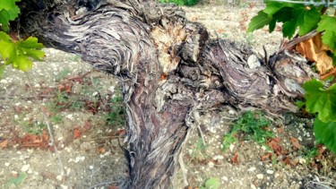 Photographie intitulée "vieille vigne" par Mysane, Œuvre d'art originale, Photographie numérique