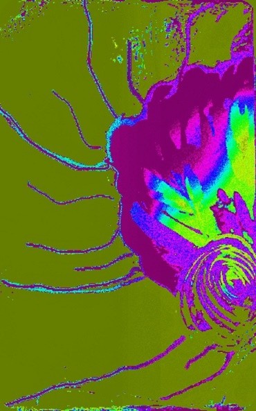 Arte digital titulada "fleur-araignee" por Mysane, Obra de arte original, Foto-montaje
