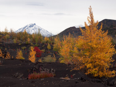 摄影 标题为“Flaming autumn” 由Nadezda Sharova, 原创艺术品, 数码摄影