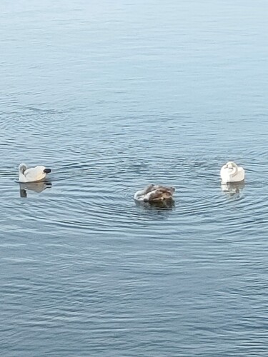 Photography titled "La famille de cygnes" by Nadia Espi, Original Artwork, Non Manipulated Photography