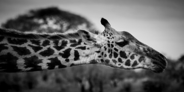 Photographie intitulée "GIRAFFA 001 - Giraf…" par Naep, Œuvre d'art originale, Photographie numérique