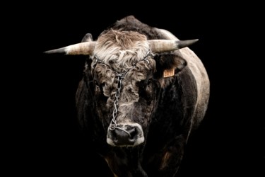 BOS TAURUS 004 - Taureau Aubrac Photographie intitulée "BOS TAURUS 004 - Ta…" par Naep, Œuvre d'art originale, Photographie numérique