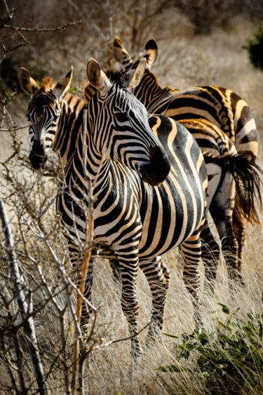 Fotografie getiteld "EQUUS QUAGGA 001 -…" door Naep, Origineel Kunstwerk, Digitale fotografie