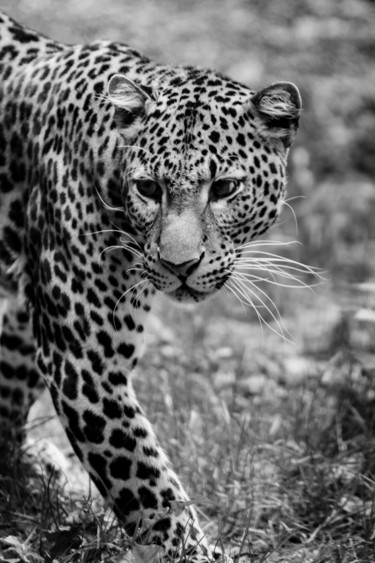 Photography titled "PANTHERA 001 - Léop…" by Naep, Original Artwork, Digital Photography