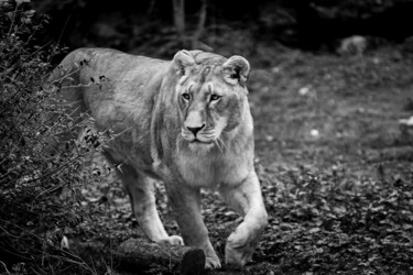 Photographie intitulée "PANTHERA 003 - Lion…" par Naep, Œuvre d'art originale, Photographie numérique