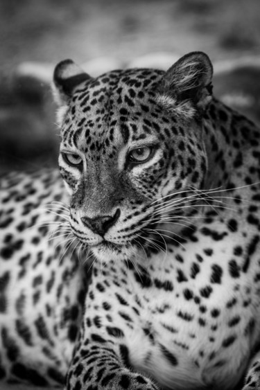 Fotografía titulada "PANTHERA 004 - Pant…" por Naep, Obra de arte original, Fotografía digital