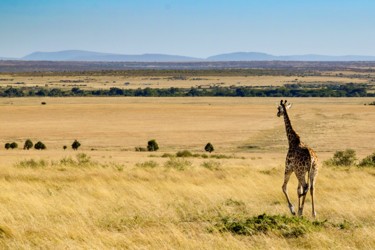 Photographie intitulée "GIRAFFA 002 - Horiz…" par Naep, Œuvre d'art originale, Photographie numérique