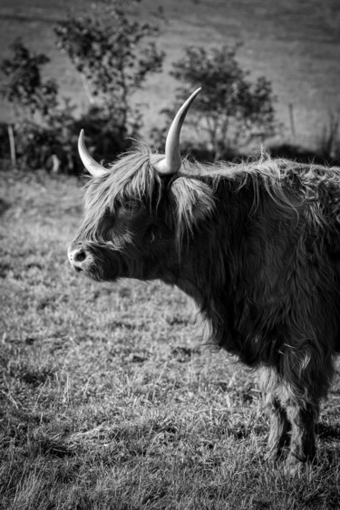 Photographie intitulée "BOS TAURUS 012 - Va…" par Naep, Œuvre d'art originale, Photographie numérique