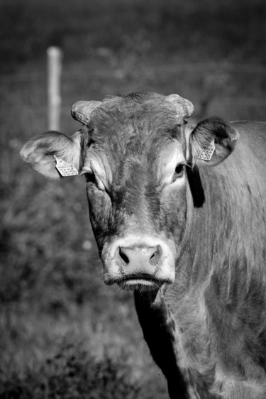 Photographie intitulée "BOS TAURUS 014 - Va…" par Naep, Œuvre d'art originale, Photographie numérique