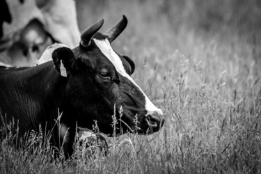 Photographie intitulée "BOS TAURUS 017 - Va…" par Naep, Œuvre d'art originale, Photographie numérique