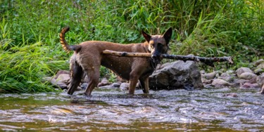 CANIS LUPUS 001 - Malinois au bâton Photographie intitulée "CANIS LUPUS 001 - M…" par Naep, Œuvre d'art originale, Photographie numérique