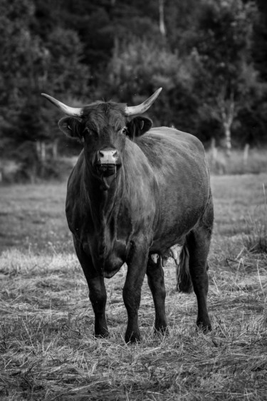 BOS TAURUS 021 - Vache salers Photographie intitulée "BOS TAURUS 021 - Va…" par Naep, Œuvre d'art originale, Photographie numérique