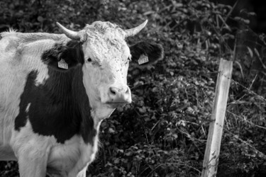 BOS TAURUS 027 - Vache Montbéliarde Photographie intitulée "BOS TAURUS 027 - Va…" par Naep, Œuvre d'art originale, Photographie numérique