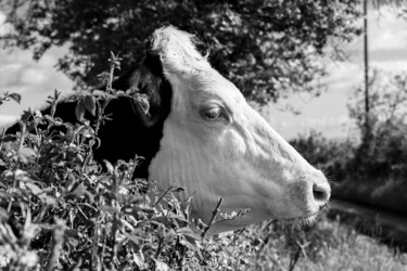 Fotografie getiteld "BOS TAURUS 037 - Va…" door Naep, Origineel Kunstwerk, Digitale fotografie