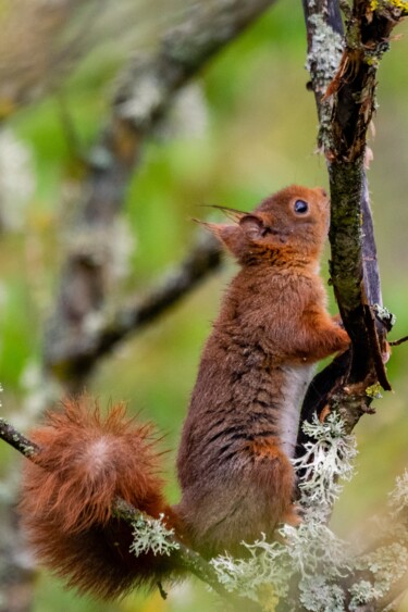 SCIURUS VULGARIS 001 - Ecureuil roux Photographie intitulée "SCIURUS VULGARIS 00…" par Naep, Œuvre d'art originale, Photographie numérique