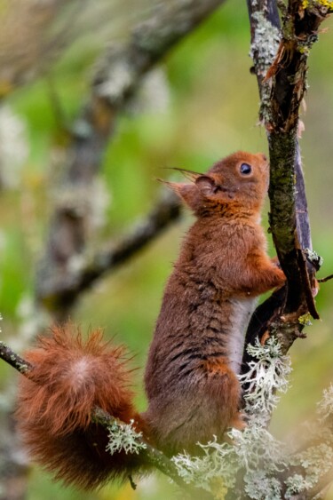 Photographie intitulée "SCIURUS VULGARIS 00…" par Naep, Œuvre d'art originale, Photographie numérique