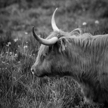 BOS TAURUS 039 - Vache Highland Photographie intitulée "BOS TAURUS 039 - Va…" par Naep, Œuvre d'art originale, Photographie numérique