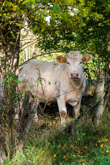 BOS TAURUS 041 - Vache Charolaise Photographie intitulée "BOS TAURUS 041 - Va…" par Naep, Œuvre d'art originale, Photographie numérique