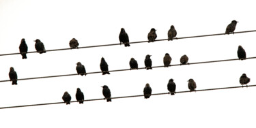 Photographie intitulée "STURNUS VULGARIS 00…" par Naep, Œuvre d'art originale, Photographie numérique